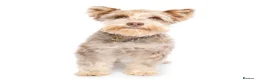 Miniature Schnauzer dogs for sale: Toy Asian Schnauzers & Mini Asian Schnauzers  - Advert 1