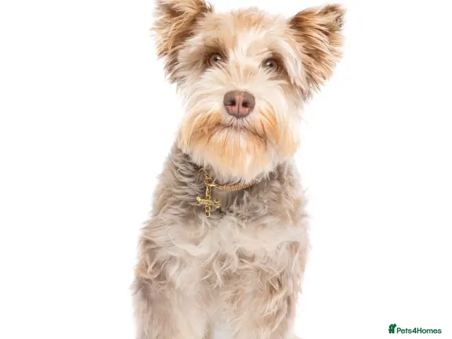Miniature Schnauzer dogs for sale: Toy Asian Schnauzers & Mini Asian Schnauzers - Advert 2