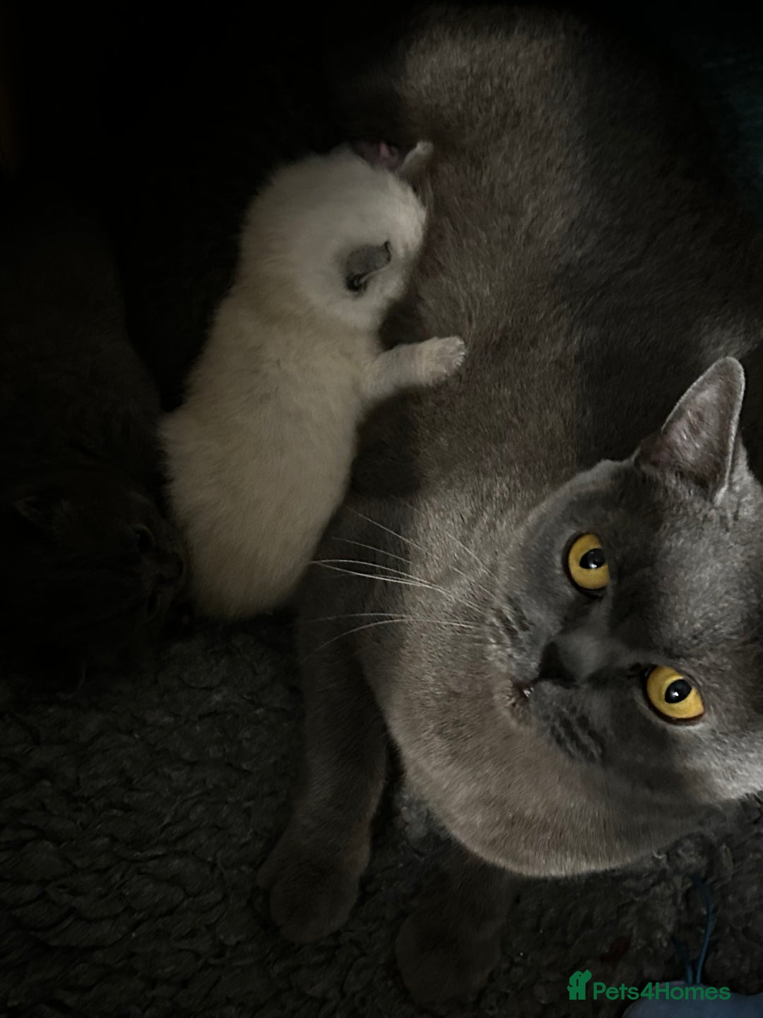 British Shorthair cats for sale: British Shorthair Kittens for sale - Advert 2