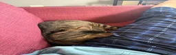 Domestic Shorthair cats for sale: 1 year old male tabby  in Stafford - Advert 2