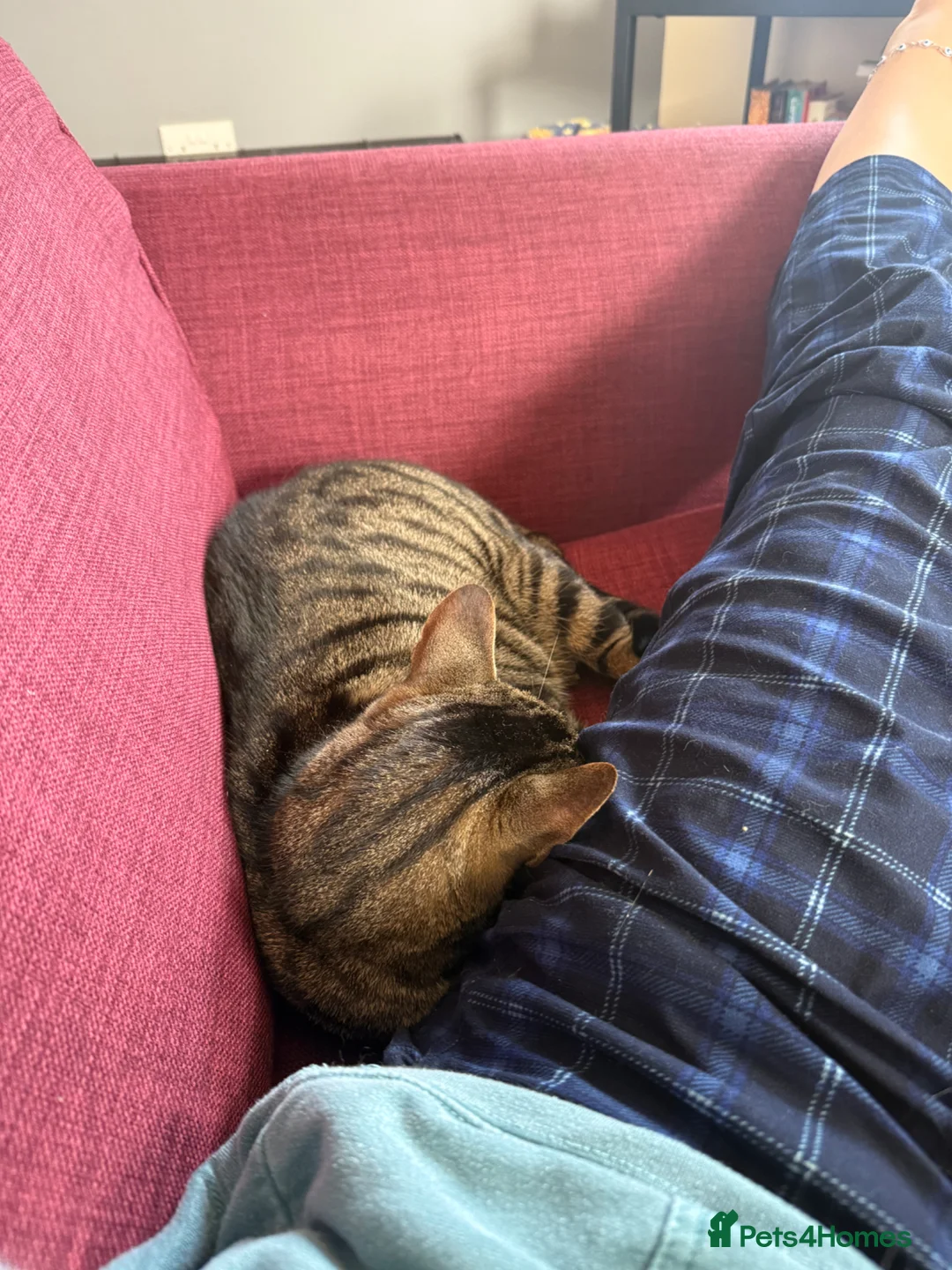 Domestic Shorthair cats for sale: 1 year old male tabby  in Stafford - Advert 2