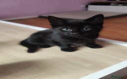 Mixed Breed cats for sale: Kittens for free  - Image 7
