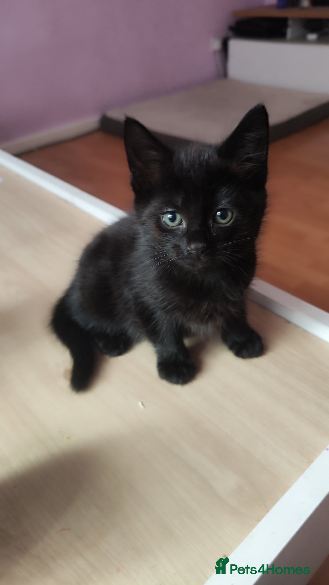 Mixed Breed cats for sale: Kittens for free  - Image 7