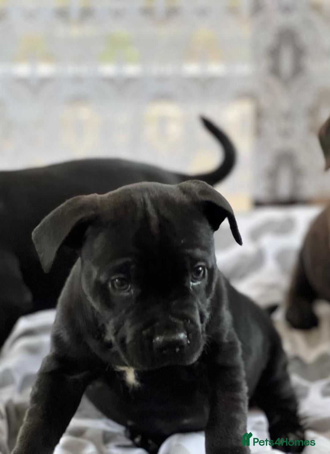 Staffordshire Bull Terrier dogs for sale: Stunning Staffordshire bull terrier puppy - Advert 4