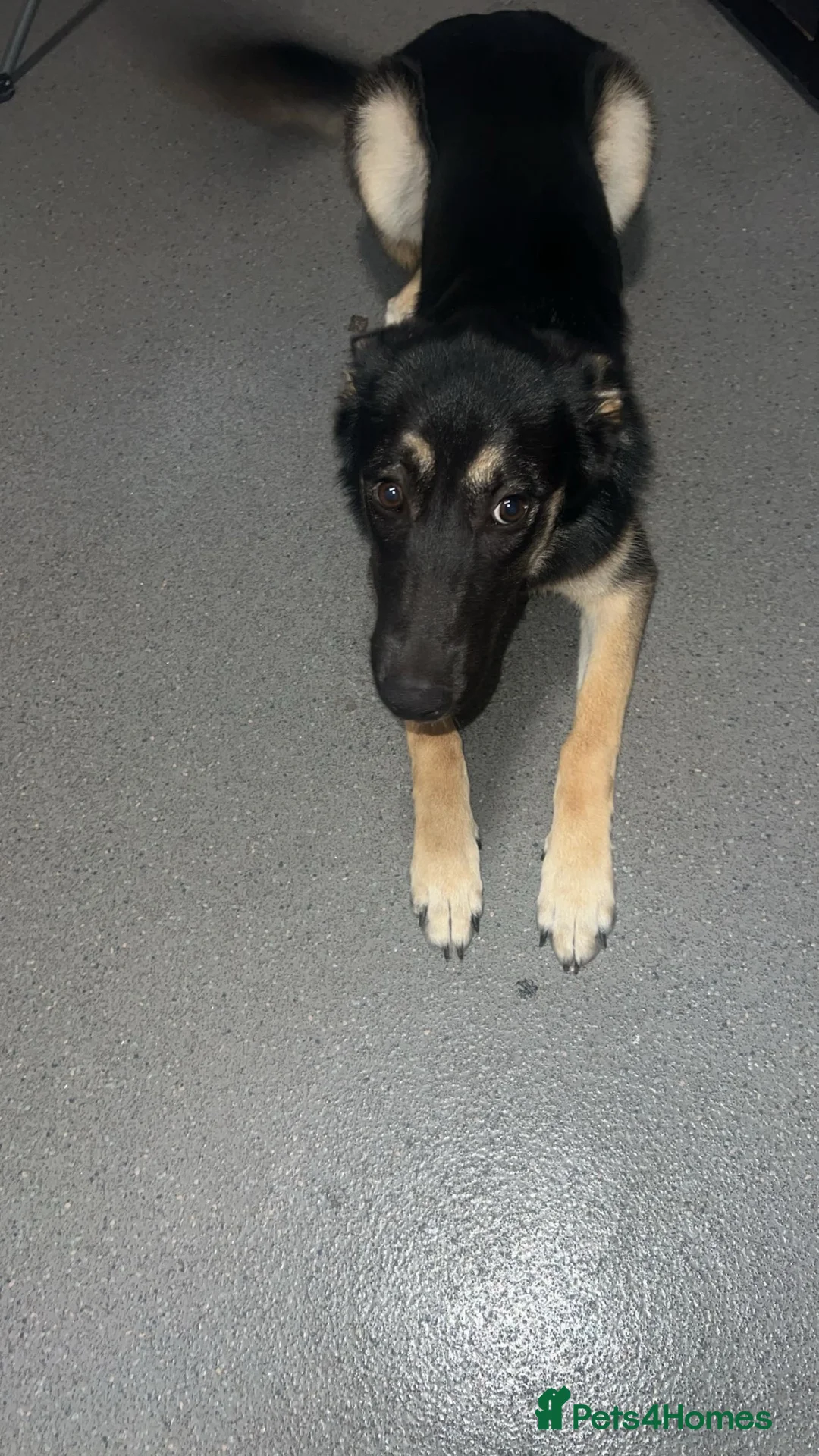 Mixed Breed dogs for sale: 6 month Beautiful Husky/Malinois/Shepherd Puppy in London - Advert 4