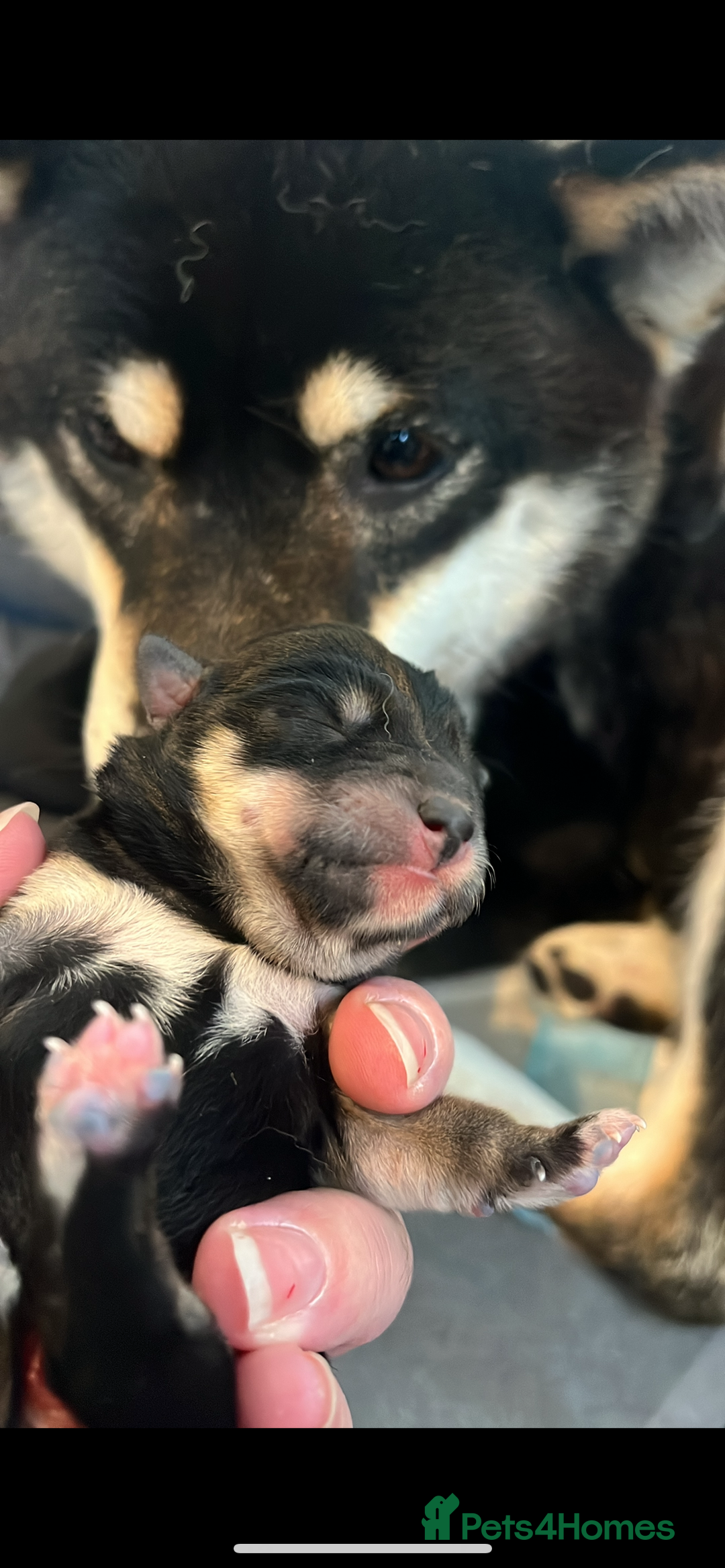 Japanese Shiba Inu dogs for sale: Champion blood Health tested Japanese Shiba Inu  - Image 8