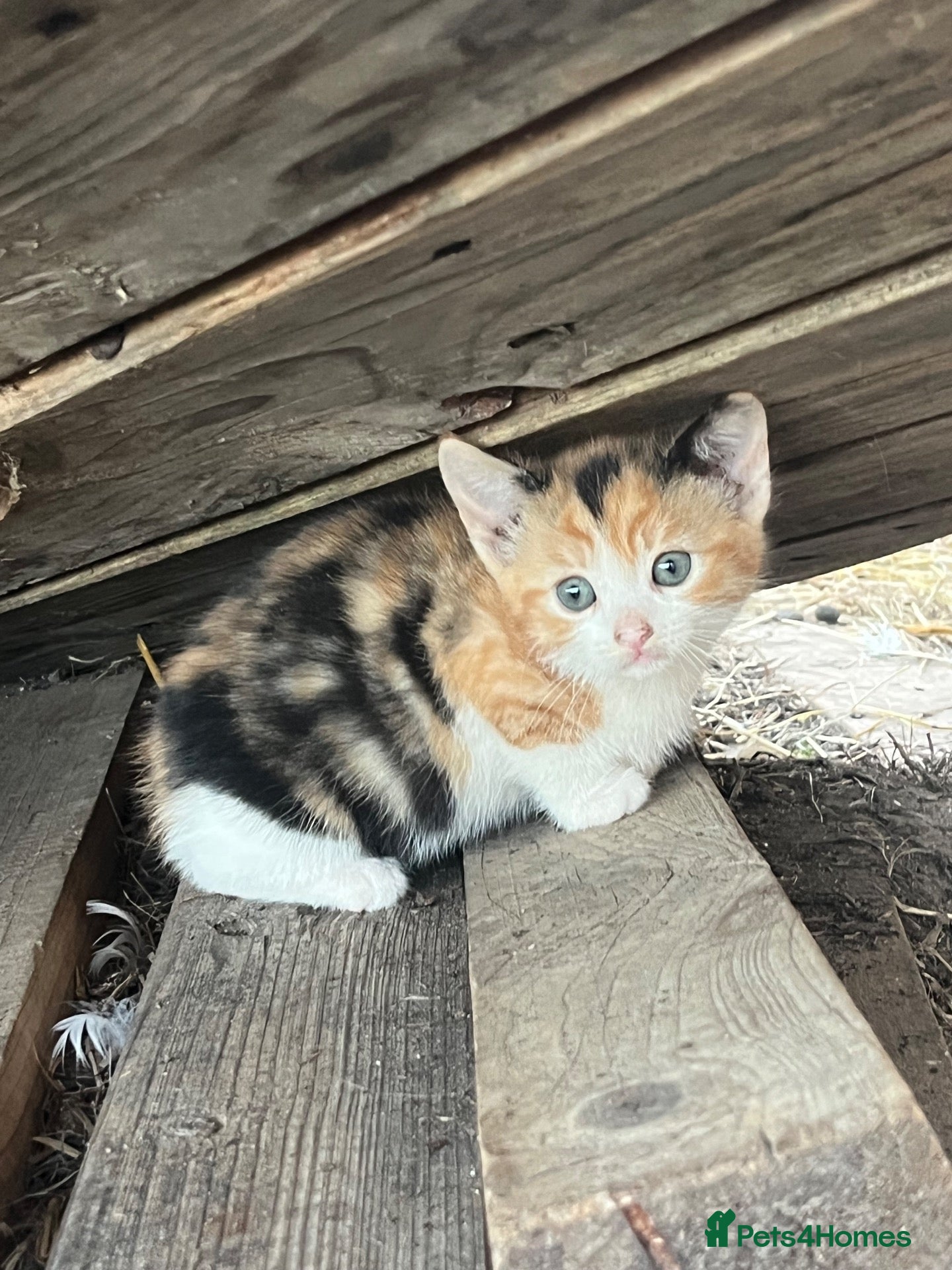 Mixed Breed cats kittens for sale  - Advert 10