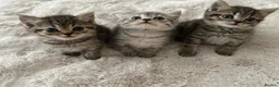 British Shorthair cats for sale: British short hair x exotic shorthair  - Advert 15