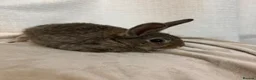 Mini Lion Lop rabbits for sale: Mini lion lop baby bunny rabbits - Advert 5
