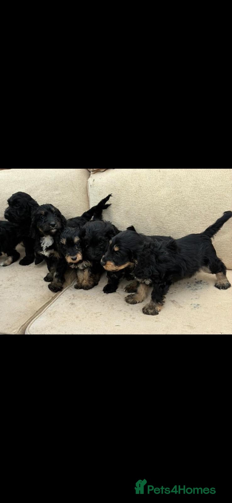 Cockapoo dogs Cockapoo puppies for sale  - Advert 2
