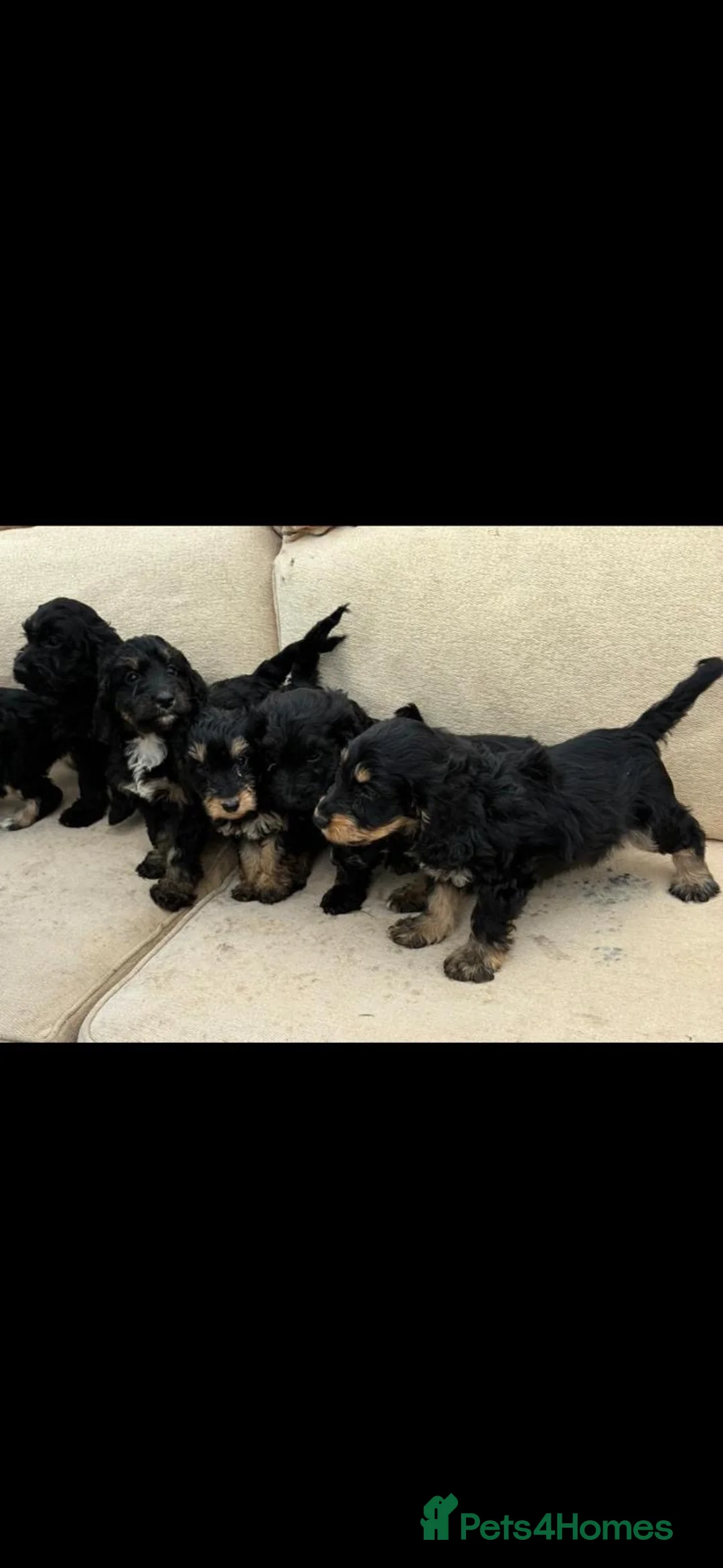 Cockapoo dogs for sale: Cockapoo puppies for sale  in Sale - Advert 2