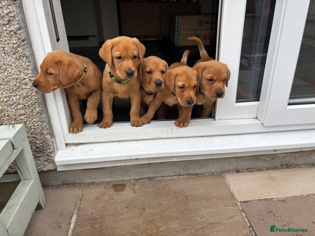 Labrador Retriever dogs for sale: KC Reg Yellow puppies - Advert 2