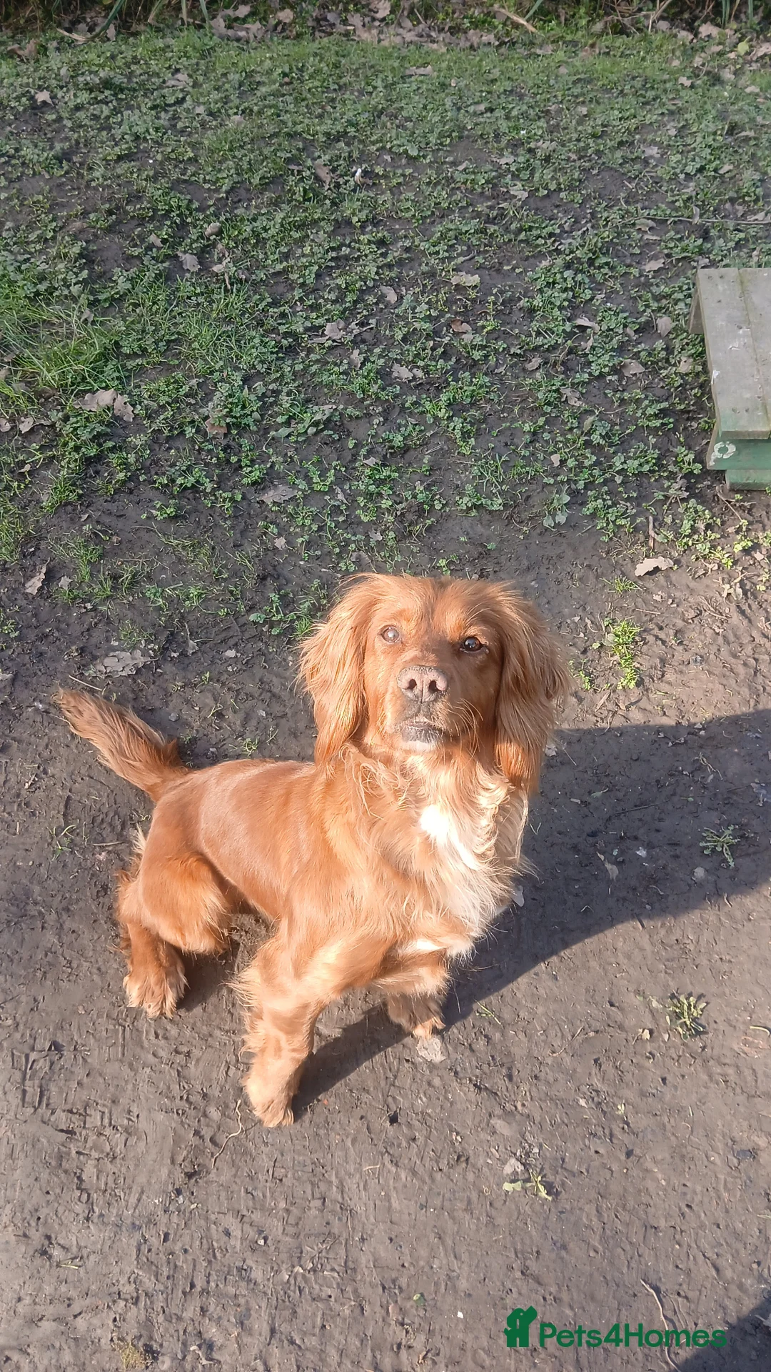 Cocker Spaniel dogs for sale: Working cocker spaniel pups - Advert 1