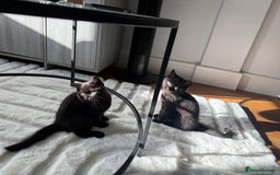 British Shorthair cats for sale: Fluffy Chocolate British Shorthair Kittens 🐾 - Image 26
