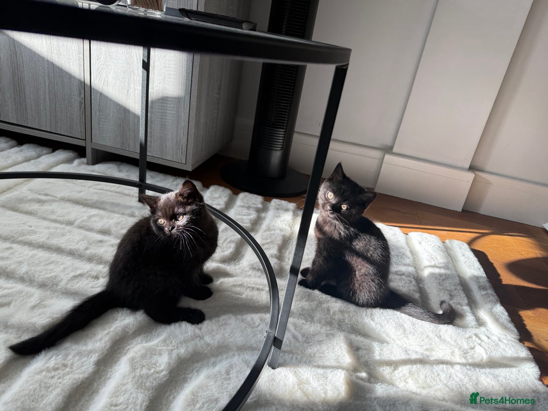 British Shorthair cats for sale: Fluffy Chocolate British Shorthair Kittens 🐾 - Image 26