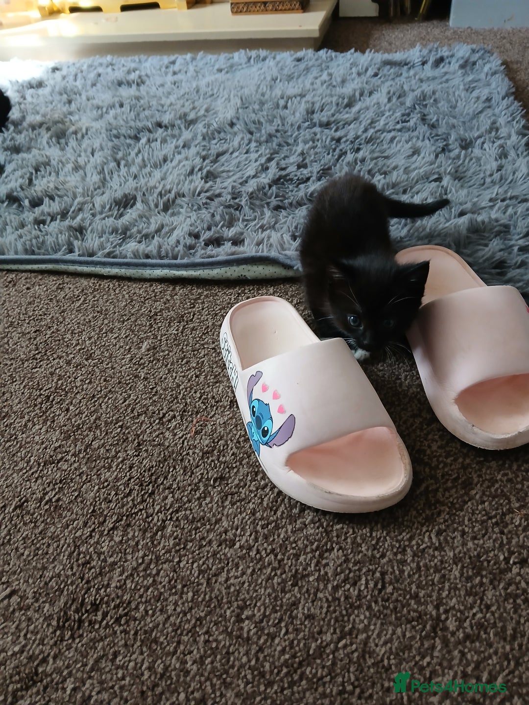 Mixed Breed cats for sale: Beautiful kittens ready  - Image 10