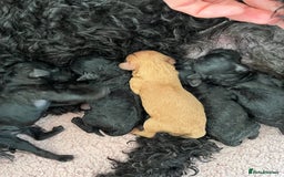 Mixed Breed dogs for sale: F1bb Bedipoo Puppies, due around 15th June in Salisbury - Image 1