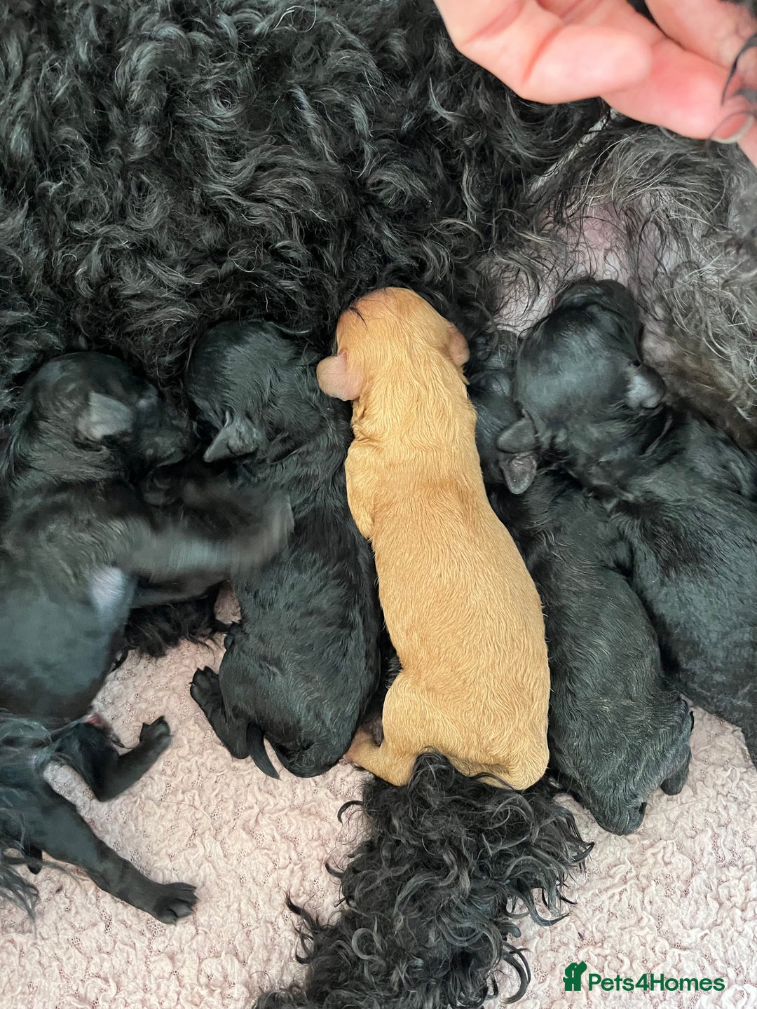 Mixed Breed dogs for sale: F1bb Bedipoo Puppies, due around 15th June in Salisbury - Image 1