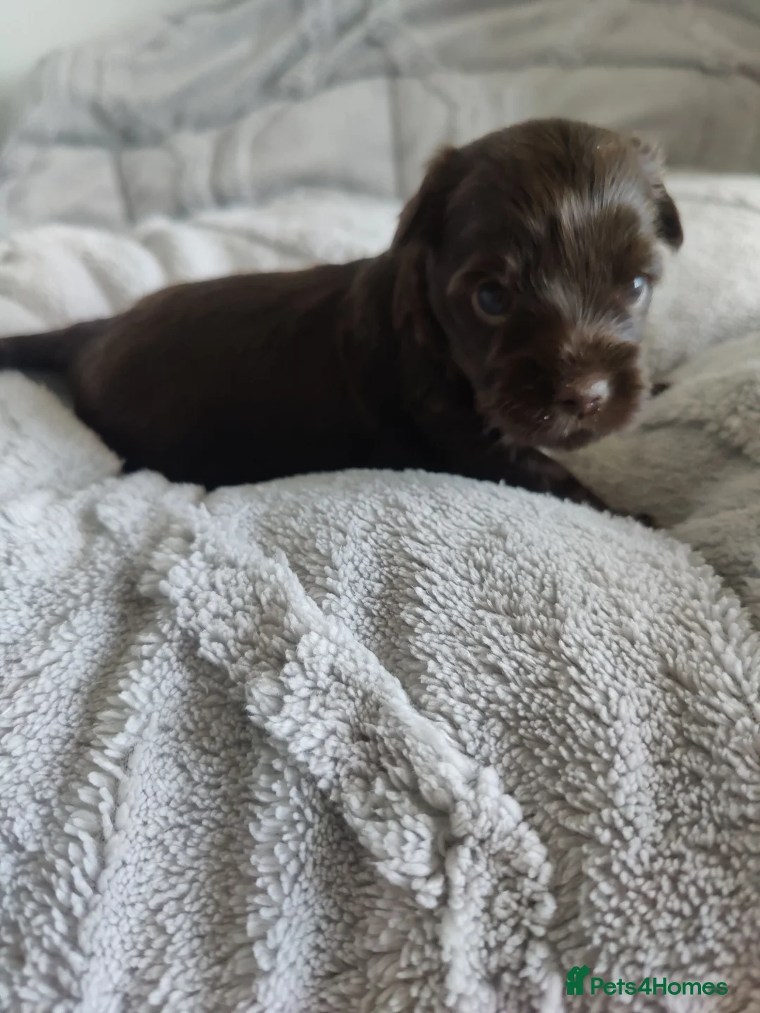 Yorkshire Terrier dogs for sale: Outstanding pure rare colour Yorkshire terrier - Advert 40