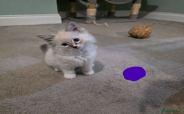 Ragdoll cats - Advert 2