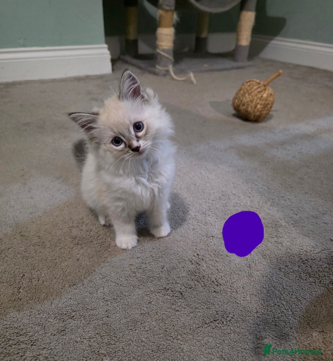 Ragdoll cats for sale: Gorgeous pure breed Ragdoll kittens  - Image 1