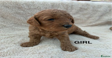 Miniature Poodle dogs - Advert 3