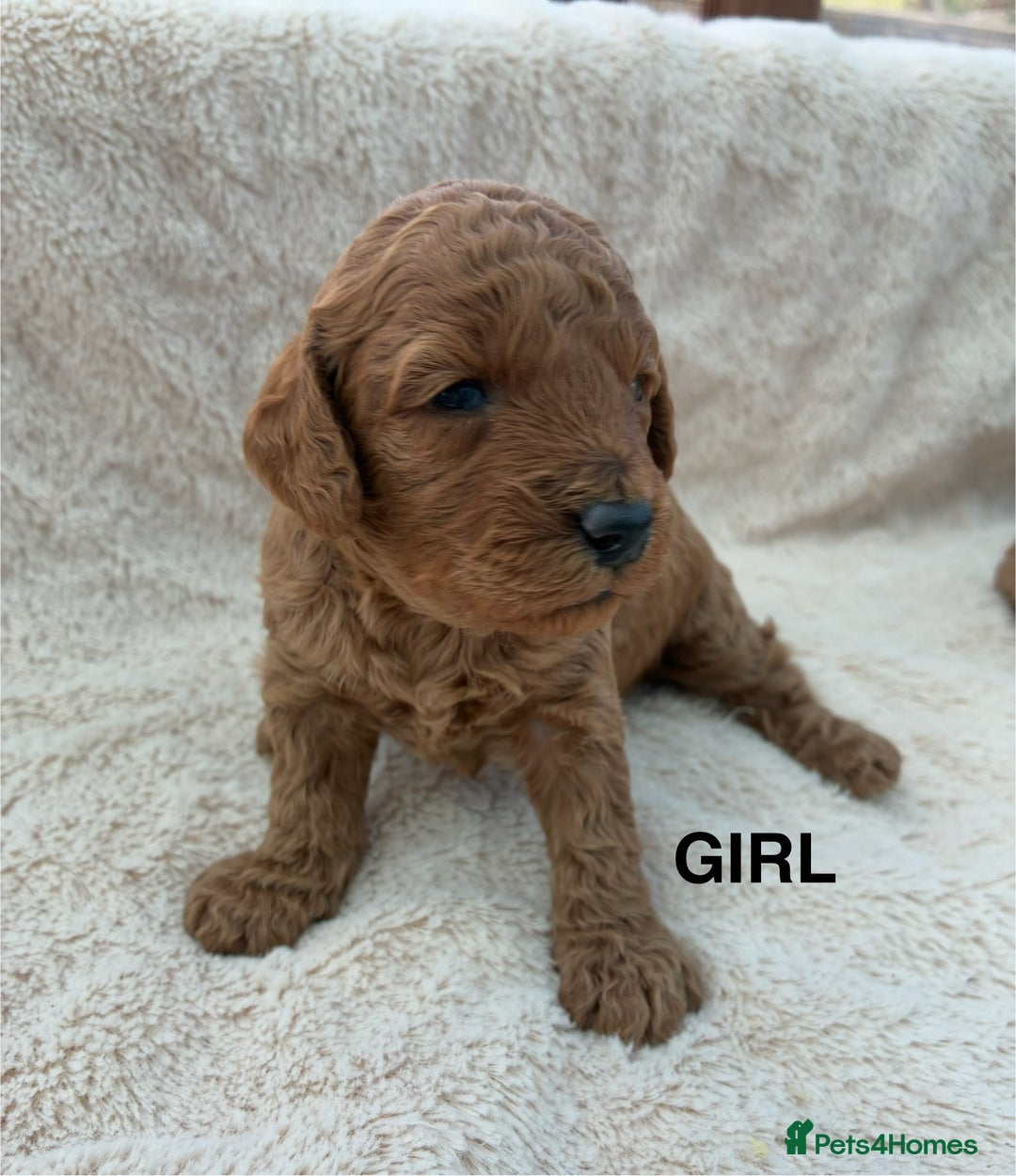 Miniature Poodle dogs for sale: Miniature Poodles  - Image 3