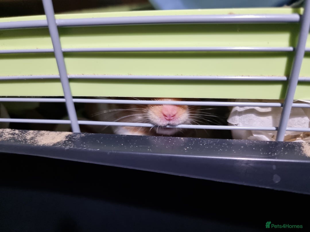 Hamster rodents for sale: Syrian Hamster and Savic Plaza 120cm Cage - Advert 3