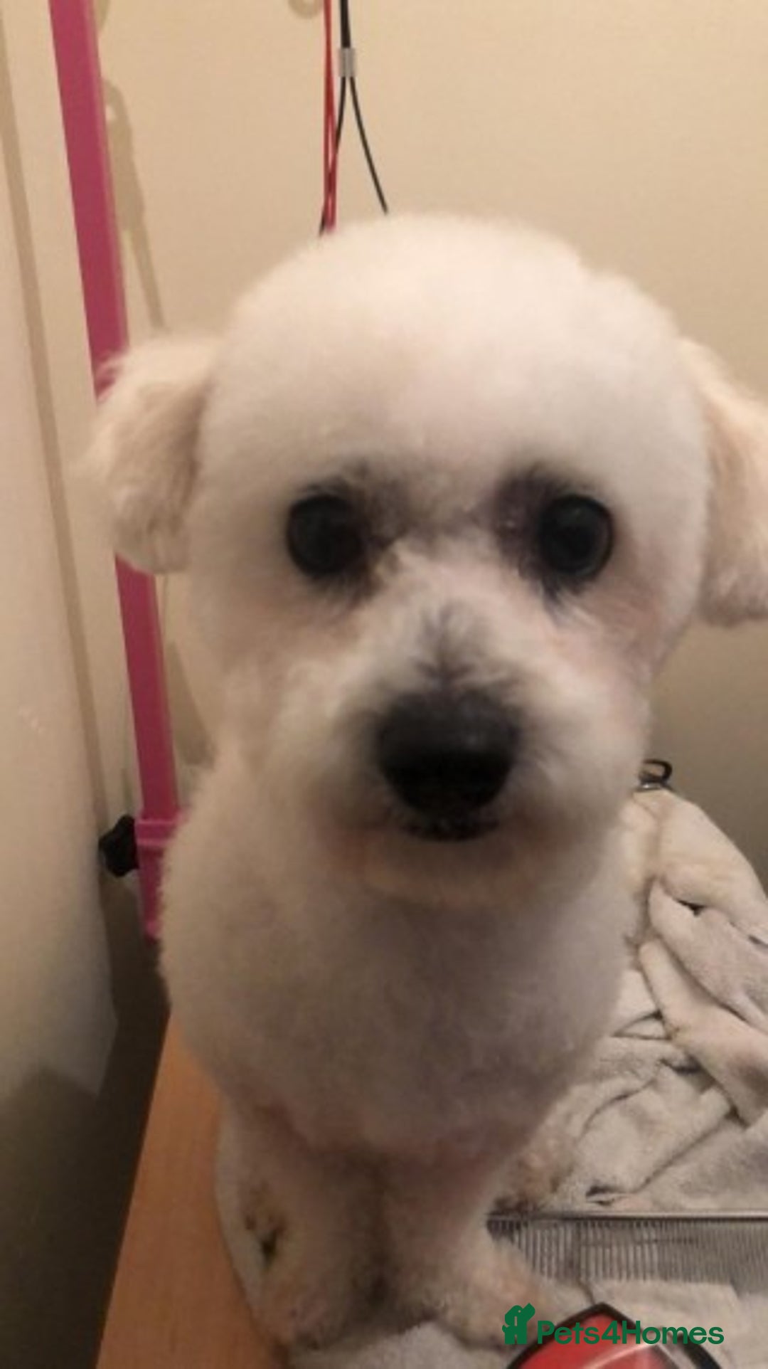 Bichon Frise dogs for stud: KC REGISTERED PROVEN STUD BEST BY FAR OVER 200 pu in Harlow - Image 1