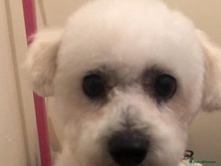 Bichon Frise dogs in Harlow - Advert 1