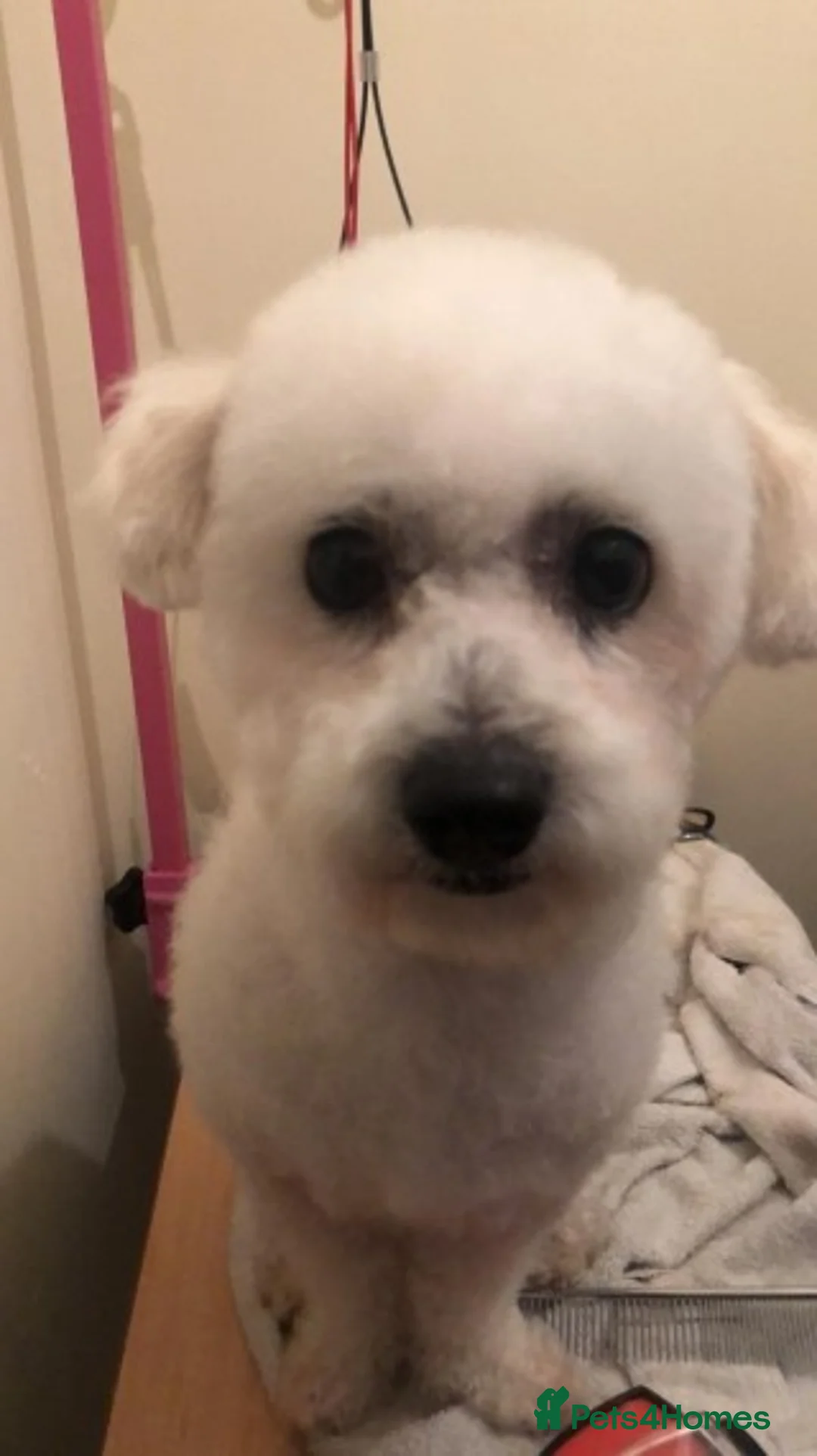 Bichon Frise dogs for stud: KC REGISTERED PROVEN STUD BEST BY FAR OVER 200 pu in Harlow - Advert 1