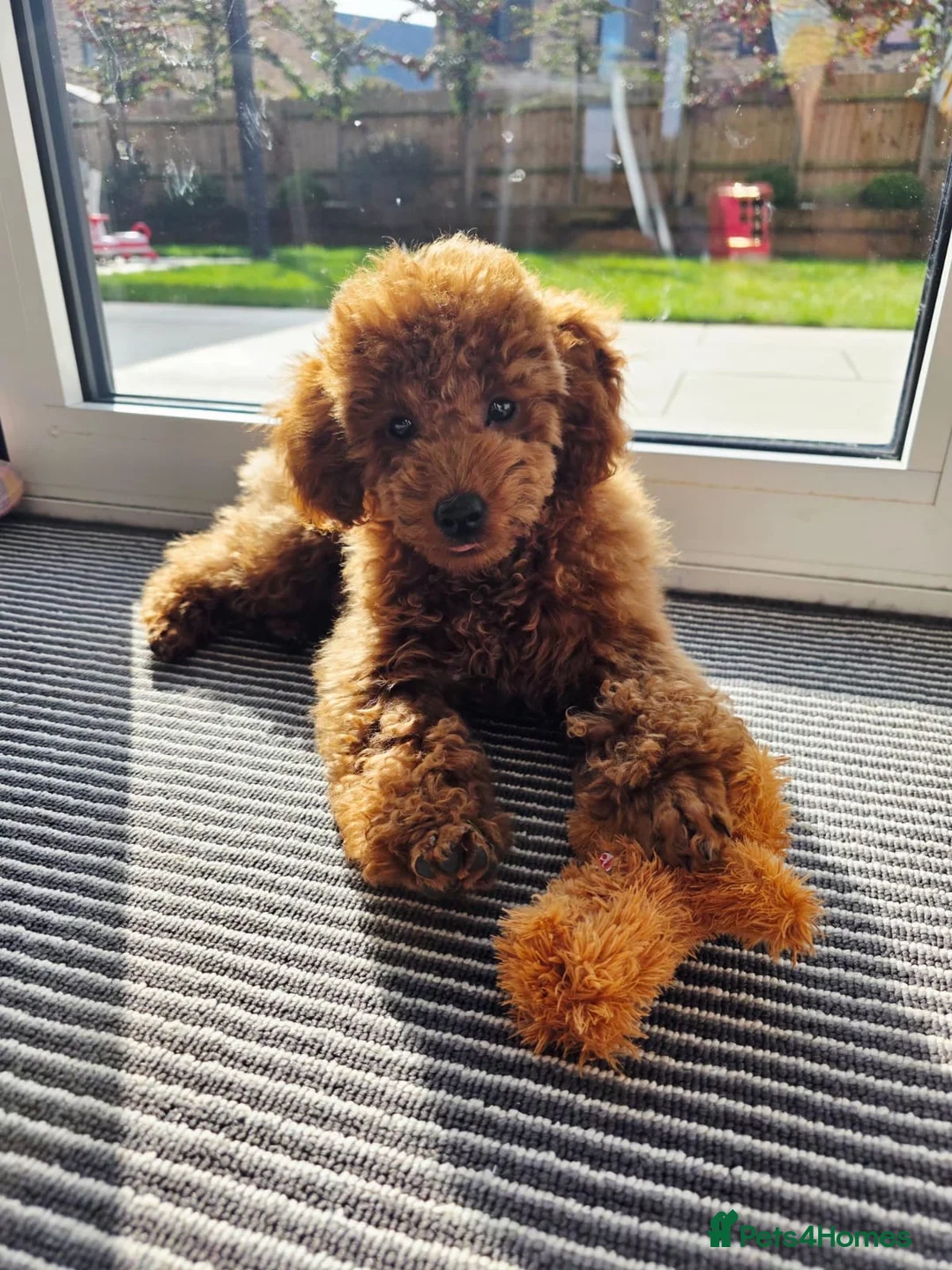 Miniature Poodle dogs for sale: Beautiful miniature poodle boy in Kettering - Advert 2