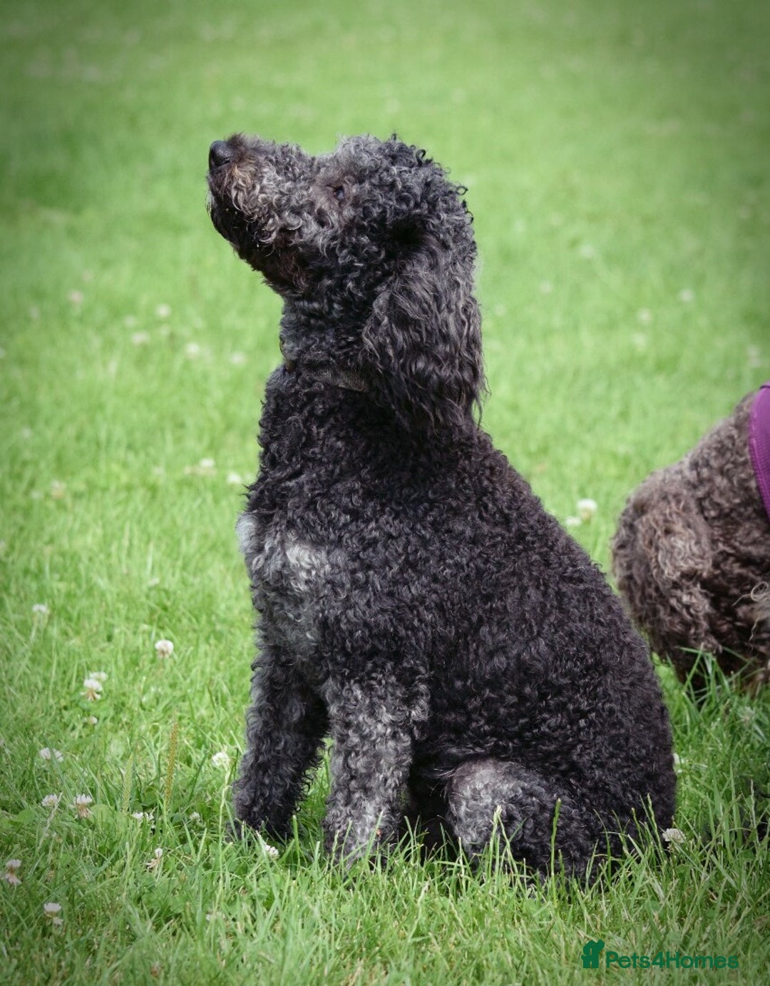 Labradoodle dogs for sale: Our Final Available Puppy - Ready 4th January  - Advert 13