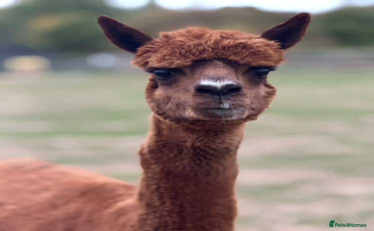 Alpaca livestock - Advert 2