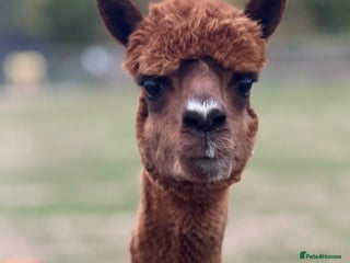 Alpaca livestock - Advert 1