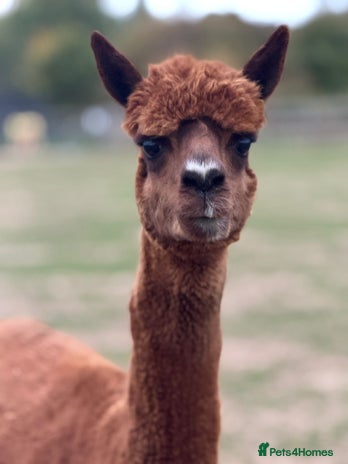 Alpaca livestock - Advert 2