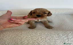 Cockapoo dogs for sale: Amazing mix of colours F1 Cockapoo pups - Image 20