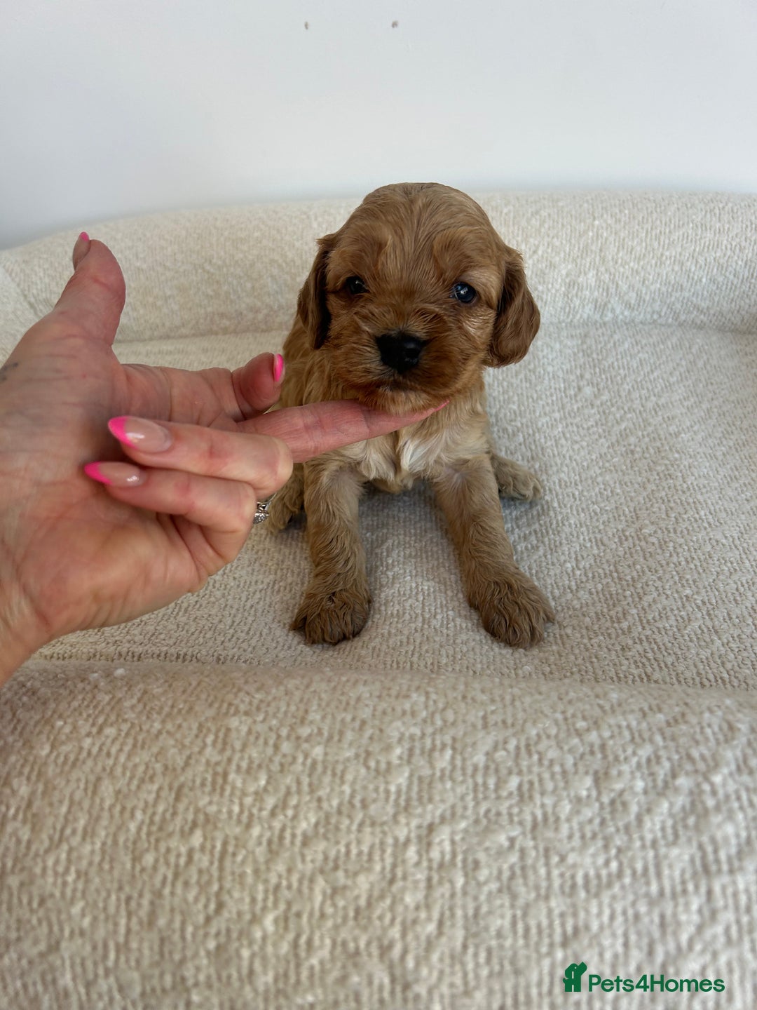 Cockapoo dogs for sale: Amazing mix of colours F1 Cockapoo pups - Image 20