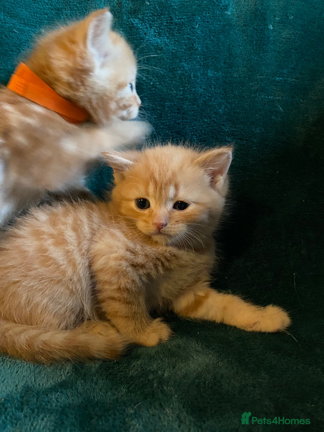 Scottish Fold cats for sale: Scottish Straight Ginger Kittens  - Advert 21
