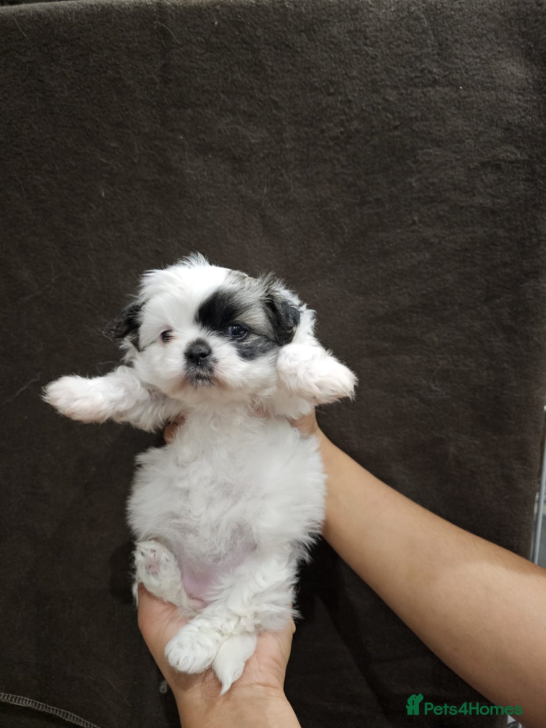 Mixed Breed dogs for sale: Shiranian pups shih tzu cross pomeranian  - Advert 8