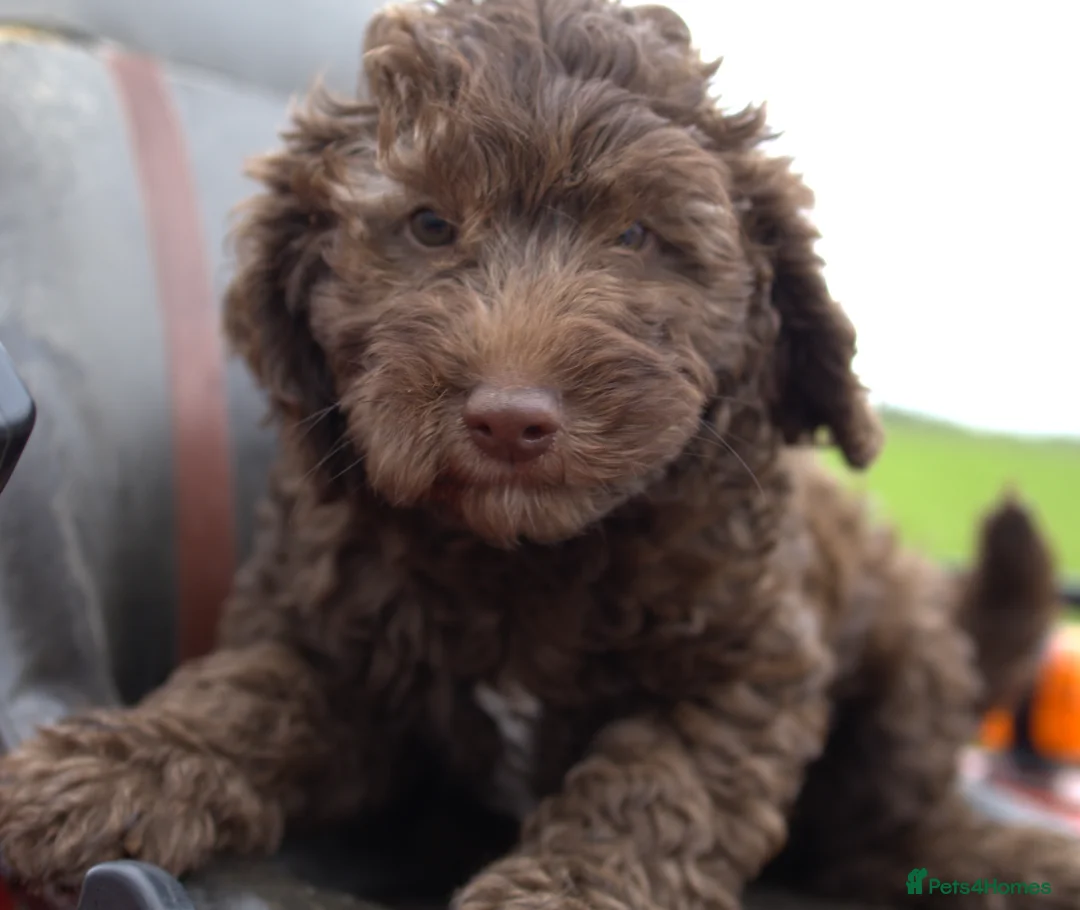 Labradoodle dogs for sale: 🐾🌈 Bred for Potential, Raised for Resilience🐾🌈 - Advert 22