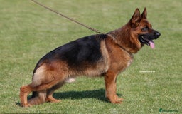 German Shepherd dogs for sale: Fantastic German Shepherd Puppy  - Image 7