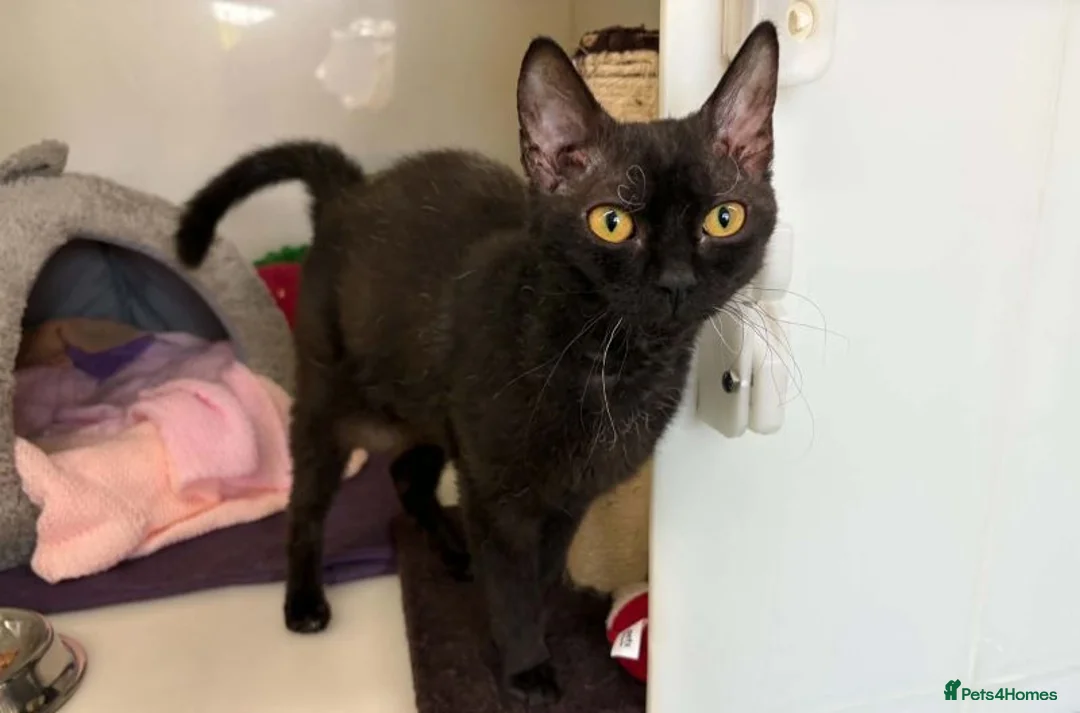 Devon Rex cats for adoption: Poppy - Advert 1