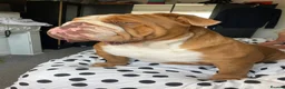 English Bulldog dogs for stud: Stud Franck  in Hinckley - Advert 5