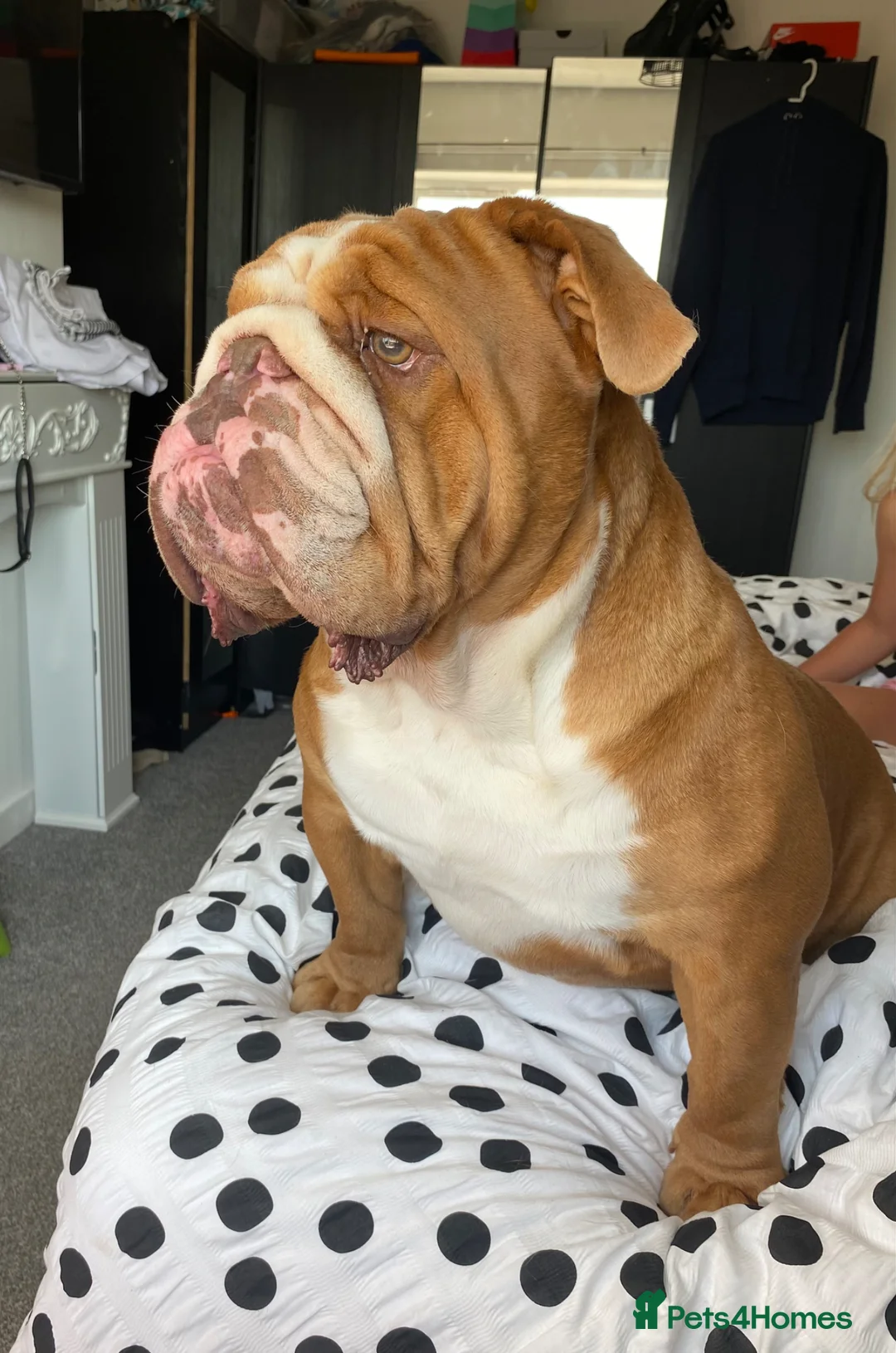 English Bulldog dogs for stud: Stud Franck  in Hinckley - Advert 5
