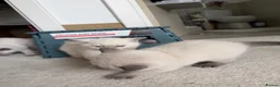 British Shorthair cats for sale: Britishshort hair Pedigree Kittens | DNA Clear  - Advert 28