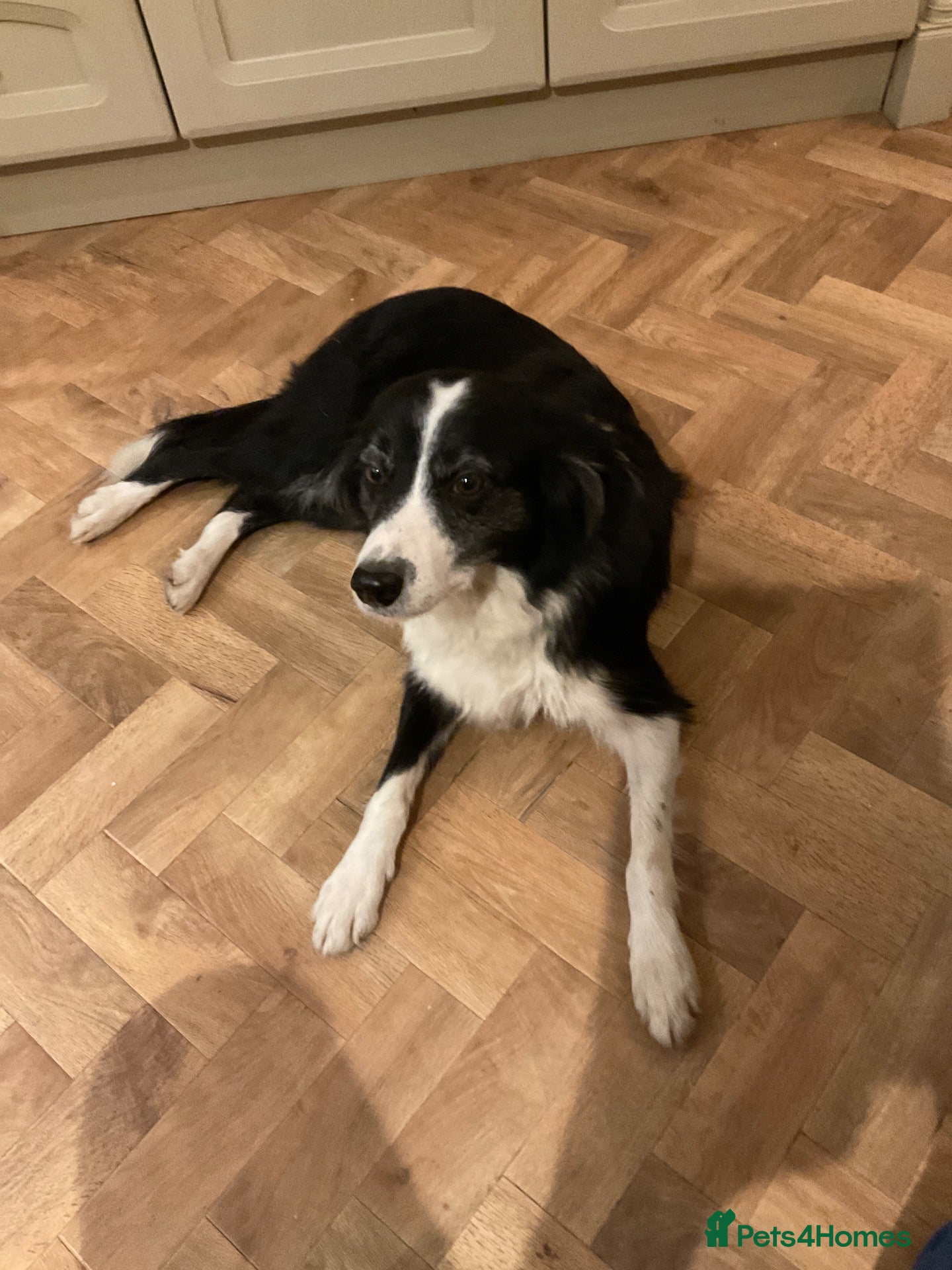 Border Collie dogs Border collie pups ready for their new homes - Advert 1