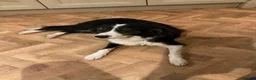 Border Collie dogs for sale: Border collie pups ready for their new homes - Advert 1