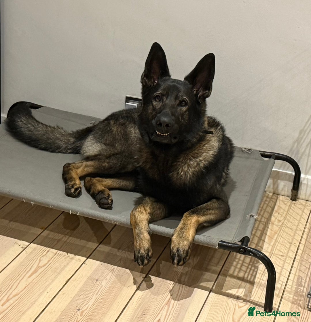 German Shepherd dogs for sale: Working Line German shepherd Dog - Advert 3