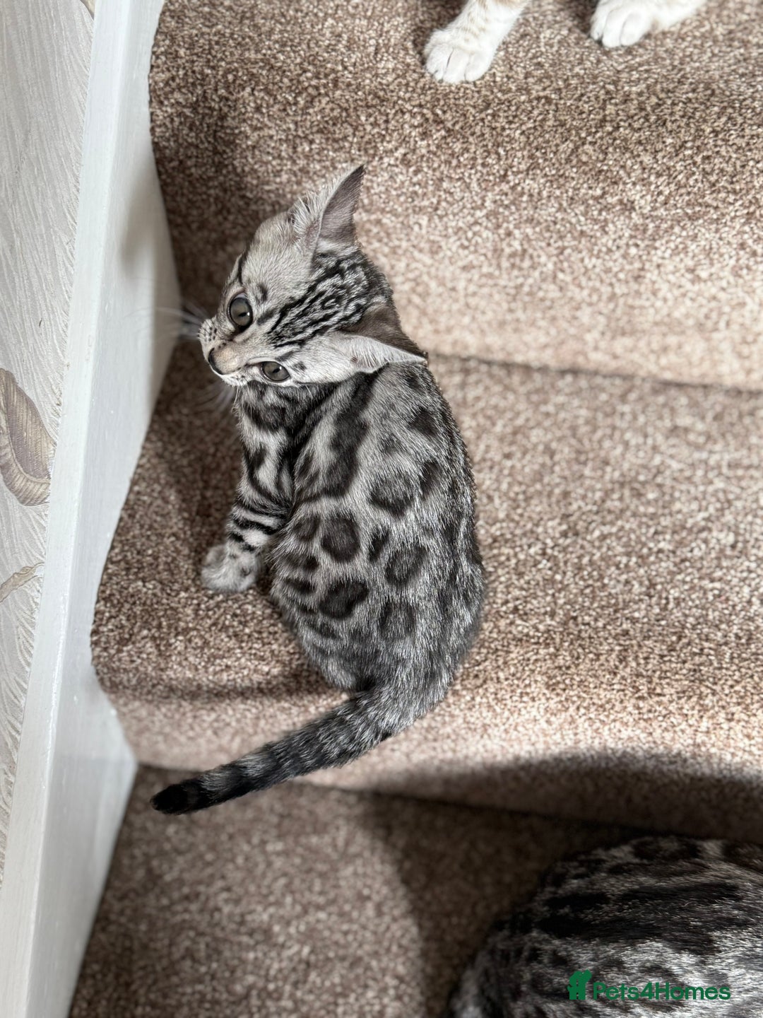Bengal cats for sale: ⭐️Divine silver black spotted tabby bengal ⭐️ - Advert 13